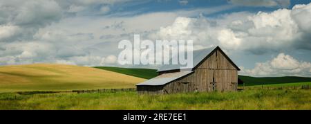 Panoramablick auf eine kleine verwitterte Scheune, Weide und sanfte Hügel mit reifendem Weizen im Juli. Whitman County, Washington, USA. Stockfoto