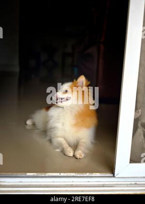 Pommerisches Lächeln im Haus. Stockfoto