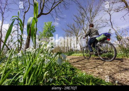 Ciclistas en el camino de Sa Siurana - Canal des Sol,, S'Albufera de Mallorca, Mallorca, Balearen, Spanien. Stockfoto