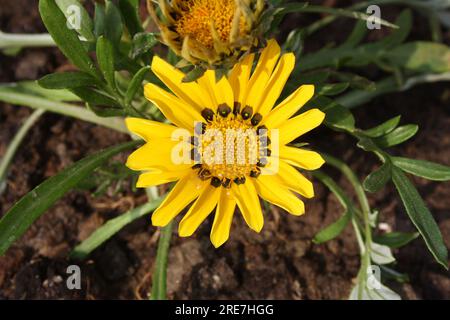 Gelber Kammmuschel Gazania (Pektinata aus Gaza) mit Blütenblättern mit schwarzen Flecken: (Pix Sanjiv Shukla) Stockfoto