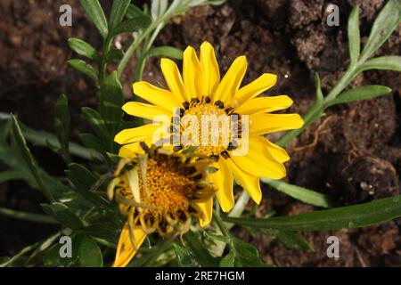 Gelber Kammmuschel Gazania (Pektinata aus Gaza) mit Blütenblättern mit schwarzen Flecken: (Pix Sanjiv Shukla) Stockfoto