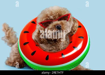 Süßer Maltipoo Hund mit stilvoller Sonnenbrille und Schwimmring auf hellblauem Hintergrund Stockfoto