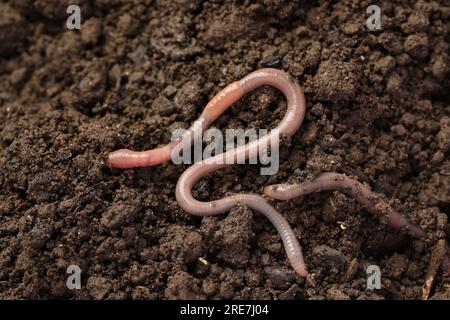 Regenwürmer kriechen auf nassem Boden. Wirbellose Landtiere Stockfoto