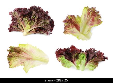 Collage mit Eichelsalat, isoliert auf weiß Stockfoto