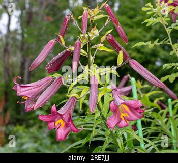 „Pink Perfection“-Trompetenlilie, Kungslilja (Lilium regale) Stockfoto