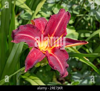 'American Revolution' Daylily, Daglilja (Hemerocallis) Stockfoto