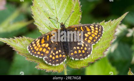 Heide Fritillary Stockfoto