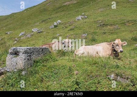 Zwei Kühe liegen im Gras Stockfoto