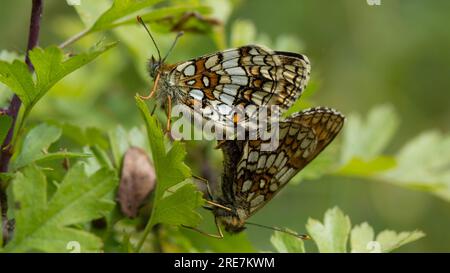 Heide Fritillary Stockfoto