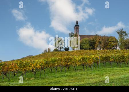 Wallfahrtskirche Birnau am Bodensee mit Weinbergen im Herbst, Uhldingen-Mühlhofen, Oberschwaben, Baden-Württemberg, Deutschland Stockfoto