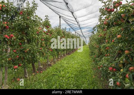 Apfelplantage am Bodensee mit reifen, roten Äpfeln, geschützt durch Hagnau am Bodensee, Baden-Württemberg, Deutschland Stockfoto