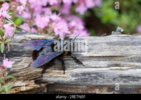 Holzbiene, Blaue Holzbiene, Männchen, Blauschwarze Holzbiene, Große Holzbiene, Violettflügelige Holzbiene, vom Regen nass, Xylocopa violacea, Violet c Stockfoto