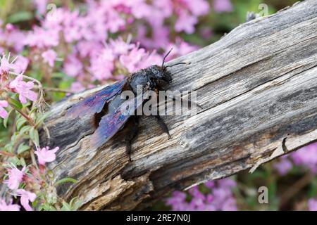 Holzbiene, Blaue Holzbiene, Männchen, Blauschwarze Holzbiene, Große Holzbiene, Violettflügelige Holzbiene, vom Regen nass, Xylocopa violacea, Violet c Stockfoto