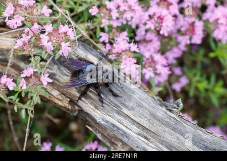 Holzbiene, Blaue Holzbiene, Männchen, Blauschwarze Holzbiene, Große Holzbiene, Violettflügelige Holzbiene, vom Regen nass, Xylocopa violacea, Violet c Stockfoto