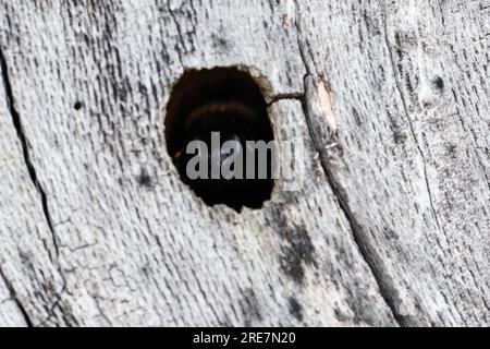 Holzbiene, Blaue Holzbiene, Männchen, an Neströhre, Niströhre in Totholz, HOLZ, Schlupf der Männchen, Blauschwarze Holzbiene, große Holzbiene, Violett Stockfoto