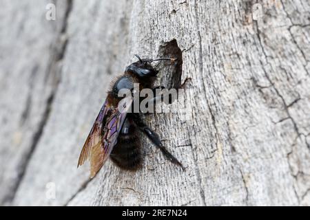 Holzbiene, Blaue Holzbiene, Männchen, an Neströhre, Niströhre in Totholz, HOLZ, Schlupf der Männchen, Blauschwarze Holzbiene, große Holzbiene, Violett Stockfoto