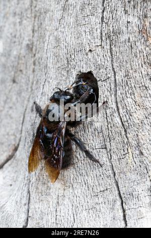 Holzbiene, Blaue Holzbiene, Männchen, an Neströhre, Niströhre in Totholz, HOLZ, Schlupf der Männchen, Blauschwarze Holzbiene, große Holzbiene, Violett Stockfoto