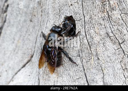 Holzbiene, Blaue Holzbiene, Männchen, an Neströhre, Niströhre in Totholz, HOLZ, Schlupf der Männchen, Blauschwarze Holzbiene, große Holzbiene, Violett Stockfoto