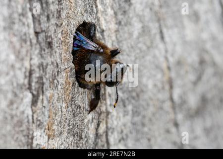 Holzbiene, Blaue Holzbiene, Männchen, an Neströhre, Niströhre in Totholz, HOLZ, Schlupf der Männchen, Blauschwarze Holzbiene, große Holzbiene, Violett Stockfoto