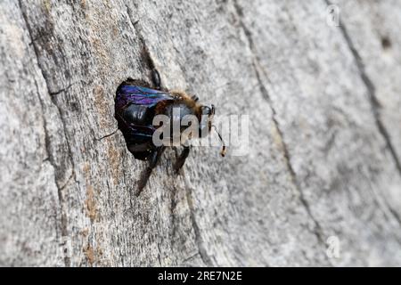 Holzbiene, Blaue Holzbiene, Männchen, an Neströhre, Niströhre in Totholz, HOLZ, Schlupf der Männchen, Blauschwarze Holzbiene, große Holzbiene, Violett Stockfoto