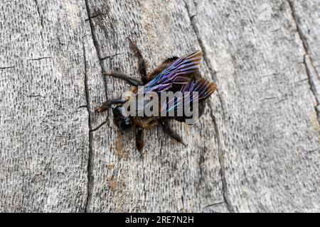 Holzbiene, Blaue Holzbiene, Männchen, an Neströhre, Niströhre in Totholz, HOLZ, Schlupf der Männchen, Blauschwarze Holzbiene, große Holzbiene, Violett Stockfoto