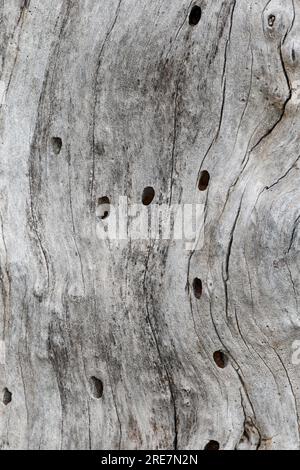 Holzbiene, Blaue Holzbiene, Neströhre, Niströhre, Neströhren, Niströhren in Totholz, Holz, Blauschwarze Holzbiene, große Holzbiene, Violettflügelige H. Stockfoto