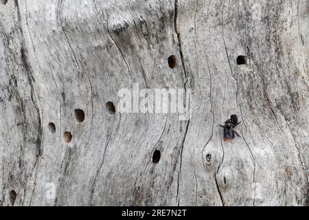 Holzbiene, Blaue Holzbiene, Neströhre, Niströhre, Neströhren, Niströhren in Totholz, Holz, Blauschwarze Holzbiene, große Holzbiene, Violettflügelige H. Stockfoto