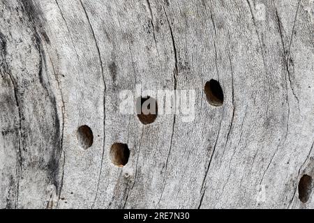 Holzbiene, Blaue Holzbiene, Neströhre, Niströhre, Neströhren, Niströhren in Totholz, Holz, Blauschwarze Holzbiene, große Holzbiene, Violettflügelige H. Stockfoto