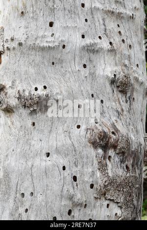 Holzbiene, Blaue Holzbiene, Neströhre, Niströhre, Neströhren, Niströhren in Totholz, Holz, Blauschwarze Holzbiene, große Holzbiene, Violettflügelige H. Stockfoto