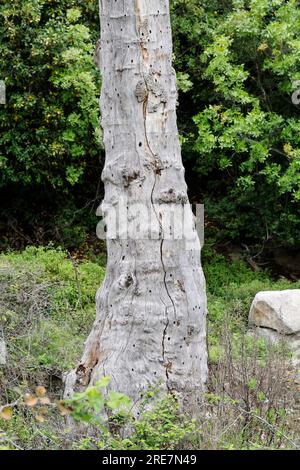 Holzbiene, Blaue Holzbiene, Neströhre, Niströhre, Neströhren, Niströhren in Totholz, Holz, Blauschwarze Holzbiene, große Holzbiene, Violettflügelige H. Stockfoto