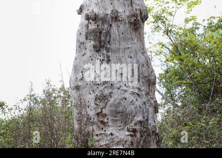 Holzbiene, Blaue Holzbiene, Neströhre, Niströhre, Neströhren, Niströhren in Totholz, Holz, Blauschwarze Holzbiene, große Holzbiene, Violettflügelige H. Stockfoto