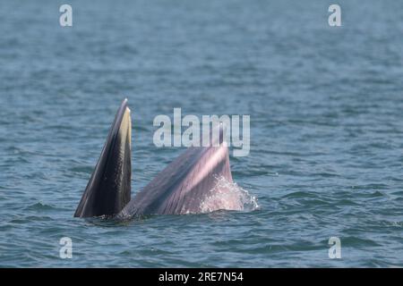 Eden's Whale (Balaenoptera edeni), an der Meeresoberfläche, Fütterung, Inner Port Shelter, Sai Kung, Hongkong, China, 25. Juli 2023 Stockfoto