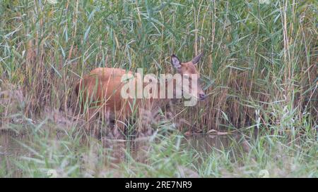Red Deer Stockfoto