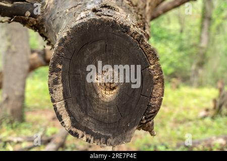 Konsistenz eines gesägten alten Baumes Stockfoto