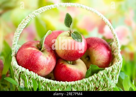 Frische reife rote Äpfel im Korb auf dem grünen Gras. Bio-Früchte, Konzept der gesunden Ernährung mit Kopierraum. Stockfoto