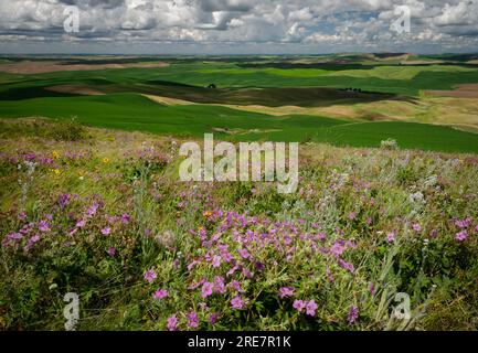 Palouse Prairie Remnant mit vielen Arten von Gras und Wildblumen, einschließlich Geranium viskosissimum (Sticky Geranium), Geum triflorum (Prairie Smoke) Stockfoto