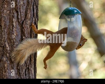 Lustiges schottisches rotes Eichhörnchen, das auf einem Baumstamm balanciert, um eine Vogelfütterung zu überfallen und die Herzen der Sonnenblumen zu essen Stockfoto
