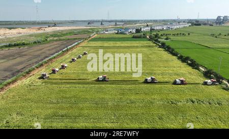 Nanchang. 24. Juli 2023. Dieses Luftfoto wurde am 24. Juli 2023 aufgenommen und zeigt Erntemaschinen, die auf einem Reisfeld im Bezirk Xinjian in Nanchang, der Provinz Jiangxi in Ostchina, arbeiten. In den letzten Tagen waren die Bauern in Nanchang mit der Ernte von Reis der Frühsaison beschäftigt. Kredit: Peng Zhaozhi/Xinhua/Alamy Live News Stockfoto