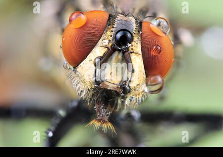 Makro einer Fliege in der Natur. Makrofotografie von Insekten. Stockfoto