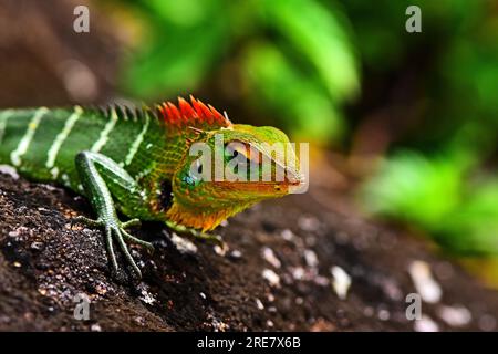 Mehrfarbige Eidechse auf einem Felsen in Sri Lanka--Nahaufnahmen. Stockfoto