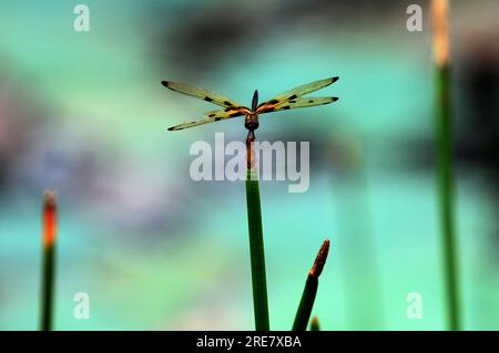 Eine Libelle, die im Wald auf einer Lauchstange sitzt. Stockfoto