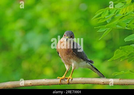 Shikra auf einem Baum, der auf eine Beute zielt. Stockfoto