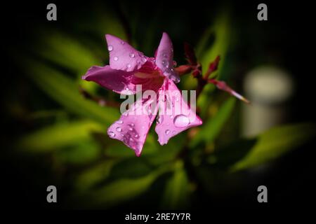 Rosa Oleander im Garten Stockfoto