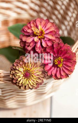 Zinnia Queeny Roter Limette in Korb aus Wickery Stockfoto