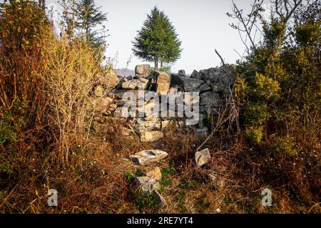 Atemberaubender Deodar Cedar Tree im Himalaya, umgeben von wunderschönen Bergen und natürlicher Landschaft. Stockfoto