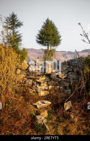 Atemberaubender Deodar Cedar Tree im Himalaya, umgeben von wunderschönen Bergen und natürlicher Landschaft. Stockfoto