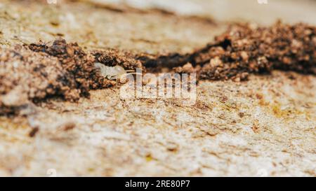 Nahaufnahme von Arbeitertermiten, die im Nest auf dem Waldboden wandern, Termiten, die in Schlammrohren wandern, kleine Termiten, selektiver Fokus. Stockfoto