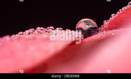 Wassertropfen auf Euphorbia milii Blume oder Krone christi mit gelben Pollen, Regentropfen auf rosa Euphorbia milii, selektiver Fokus, Regenzeit in Tha Stockfoto