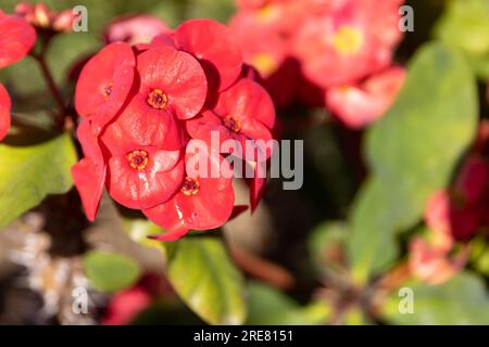 Rote Euphorbia milii Blume blüht im Garten. Die Dornenkrone, genannt Corona de Cristo. Konzentrieren Sie sich auf den Vordergrund. Stockfoto