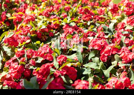 Rote Euphorbia milii Blume blüht im Garten. Die Dornenkrone, genannt Corona de Cristo. Selektiver Fokus. Stockfoto